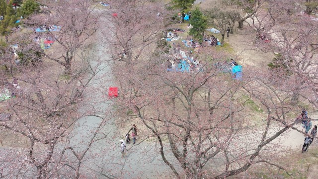 舞鶴公園の桜の開花状況
