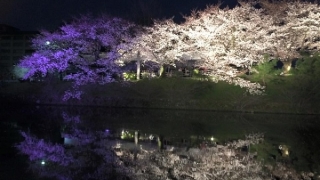 舞鶴公園の福岡城さくらまつり日程