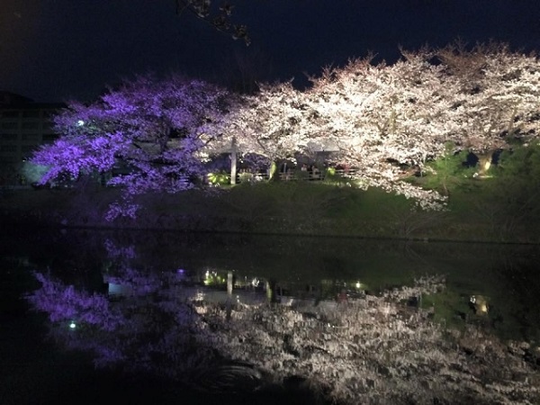 舞鶴公園の福岡城さくらまつりの日程やライトアップ時間 駐車場や屋台の場所も Fromfukuoka フロム福岡