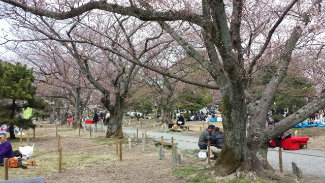 舞鶴公園の桜の開花状況
