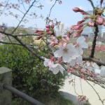 福岡の舞鶴公園で花見