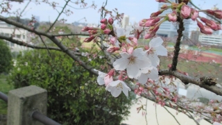 福岡の舞鶴公園で花見