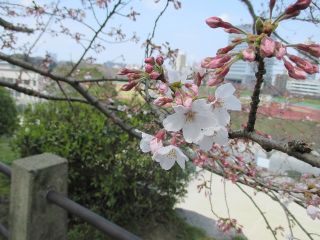 舞鶴公園の花見６