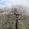 舞鶴公園,桜まつり