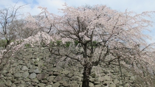 舞鶴公園,桜まつり