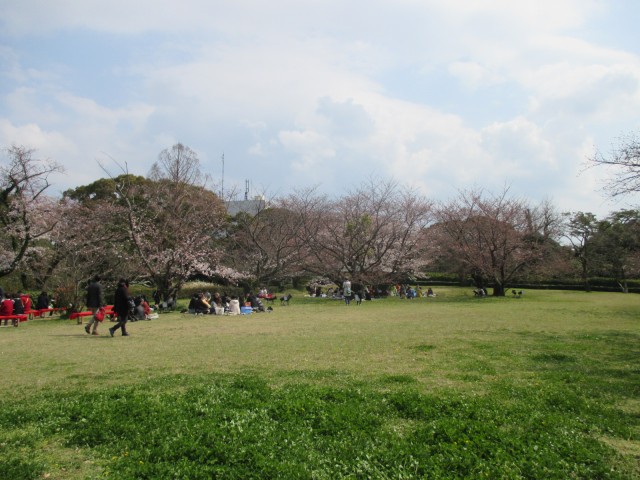 舞鶴公園の花見４