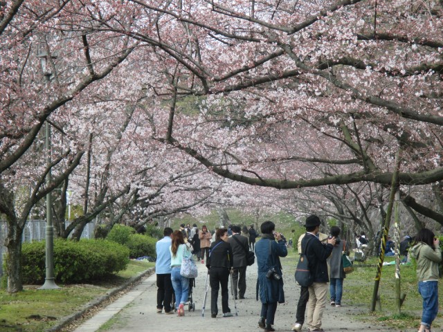 舞鶴公園の花見３