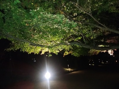 竈門神社の紅葉ライトアップ5