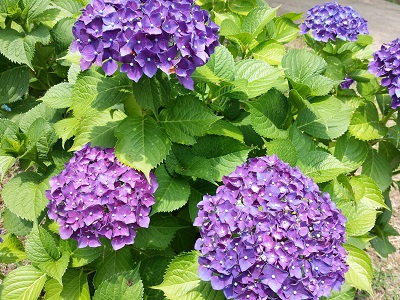 筑紫野の天拝公園の紫陽花7
