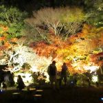魚楽園紅葉ライトアップ