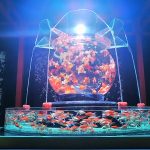 アートアクアリウム福岡2018博多シティ