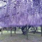 河内藤園の開花状況