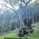 武雄の大楠はパワースポット