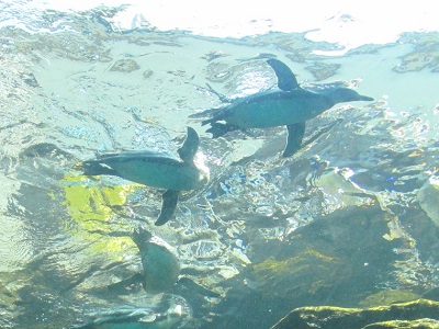 宮島水族館のペンギンとイベント