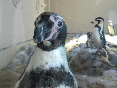 宮島水族館のペンギンとイベント