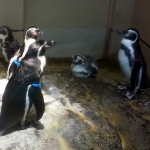 宮島水族館の見どころとイベント