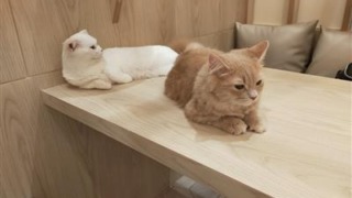 猫カフェMOCHA（モカ）イオンモール筑紫野店