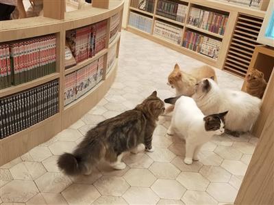 猫カフェMOCHA（モカ）イオンモール筑紫野店の猫たち
